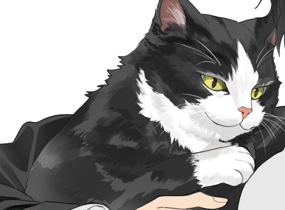 猫-cat
