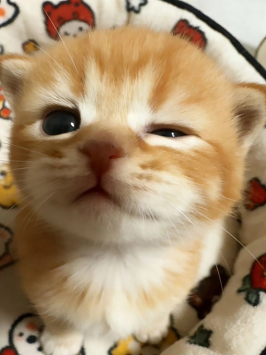 zee 🐈‍⬛⋆˚࿔ tweet media