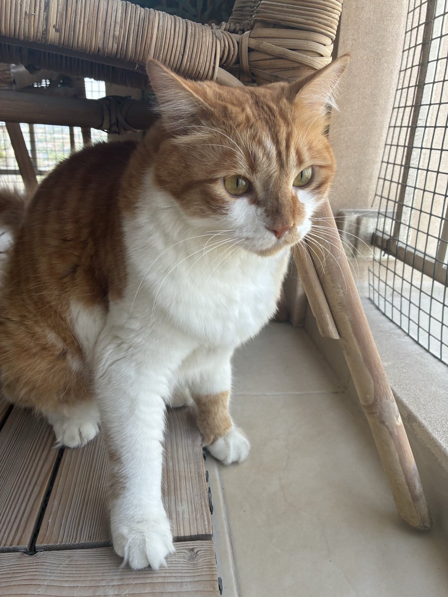 Amena Bakr tweet media