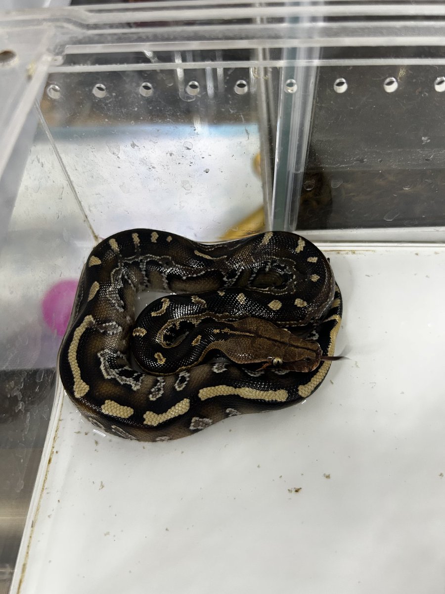 黒みの強いボルネオブラッドパイソン！
めっちゃカッコいい