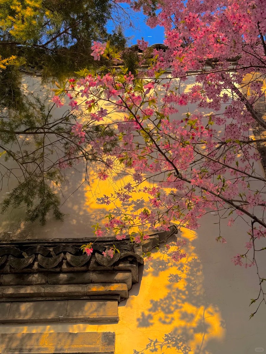 ggboy991123's tweet photo. 交换春天｜春天是一万次的春和景明！

 #交换春天 #ourspring  #infp #用镜头捕捉春天 #我拍到的治愈画面 #live #神级live #春天当然要拍花 https://t.co/cawBhLik4q
