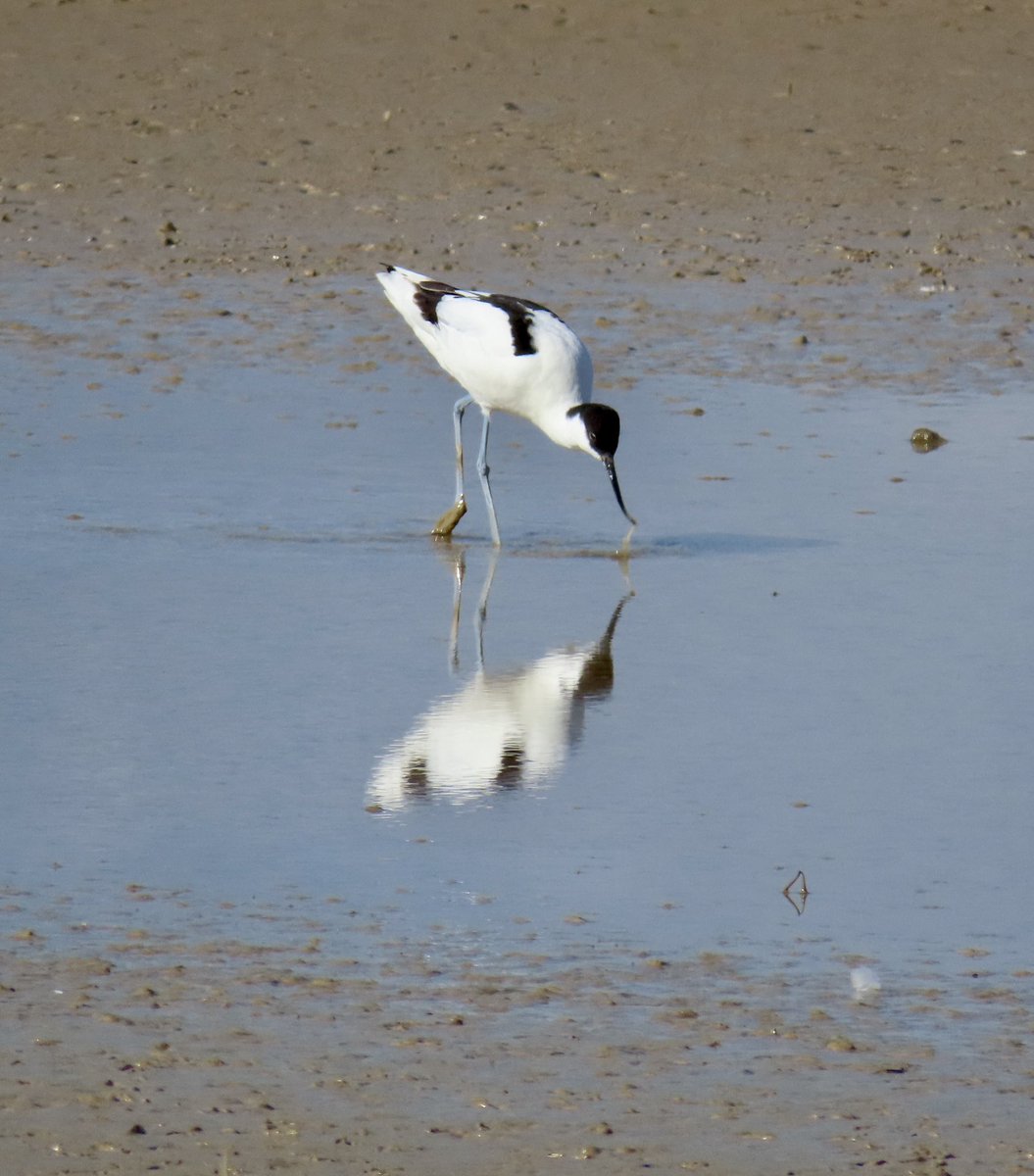 Mayfieldbirder's tweet image. Recurvirostra avocetta, the impossibly elegant Avocet, in Saturday sunshine at #RyeHarbourNR 14/3/26. Other waders there: Common &amp;amp; Spotted Redshank; Curlew; Dunlin; Golden Plover; Lapwing: Oystercatcher; Snipe.
@ryeharbour_NR 
@SussexOrnitholo