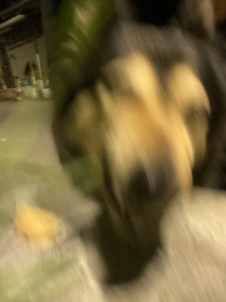 Sanxia veg out boy homebody cat(L.W.H) tweet media