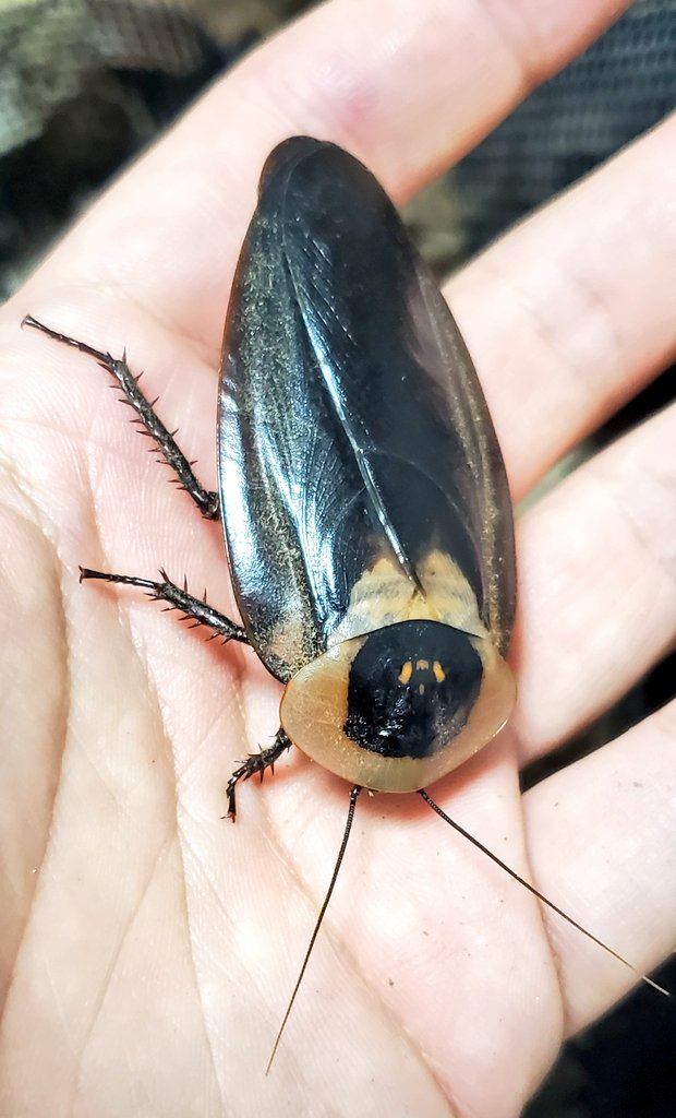 ｽｽﾞﾒﾊﾞﾁ仮面ﾋﾛﾎﾟﾝ@4/12SB出店 tweet media