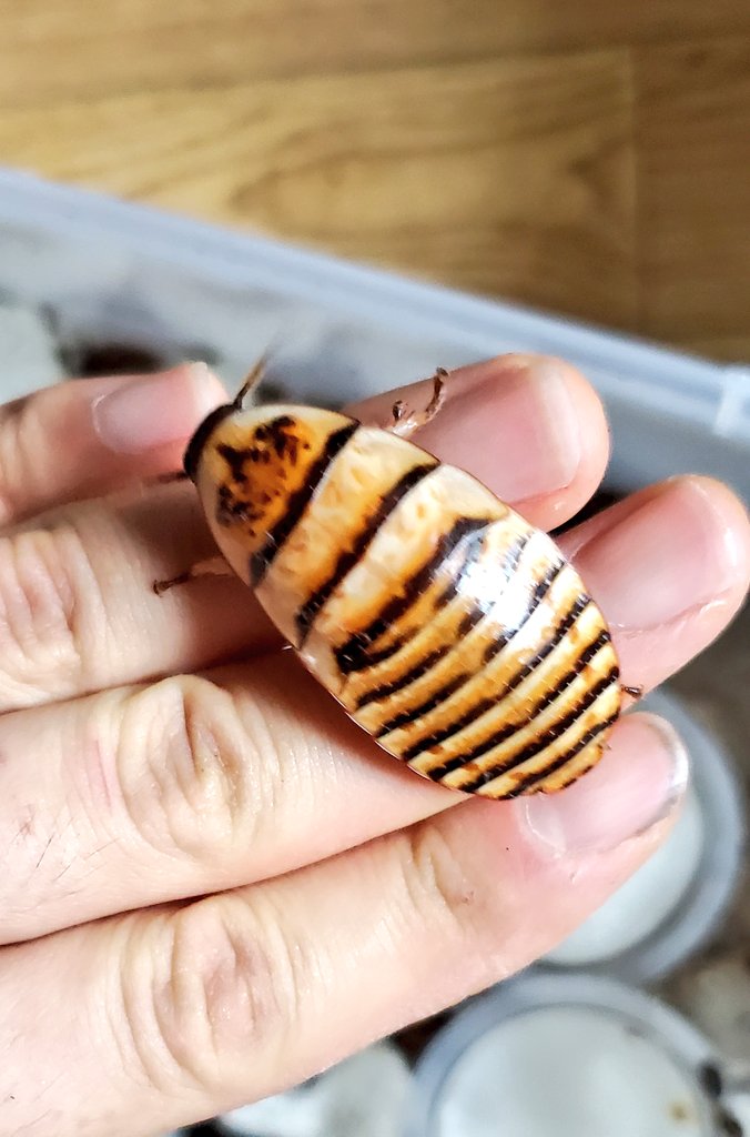 ｽｽﾞﾒﾊﾞﾁ仮面ﾋﾛﾎﾟﾝ@4/12SB出店 tweet media