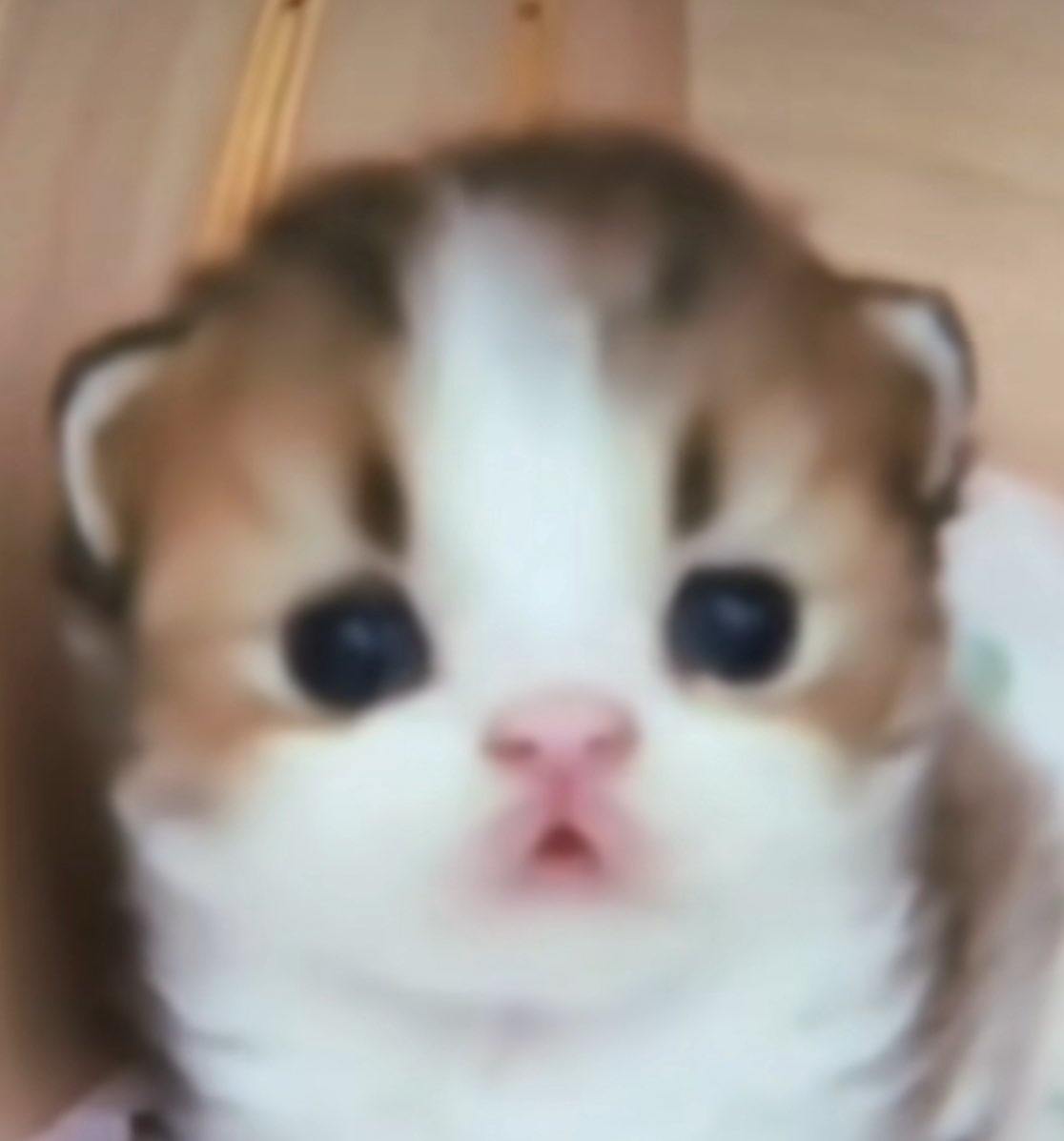 ര ̫ ര (@cyberentl) on Twitter photo 