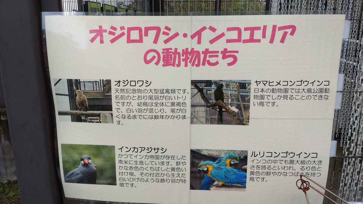 大島公園行ったらお客さん一杯で島で一番楽しみにしてた！
って言ってたお姉さんたちがいたけど鳥インフルが近隣で発生したらしく鳥関係エリアは中にはいれなくておのれインフル…💢