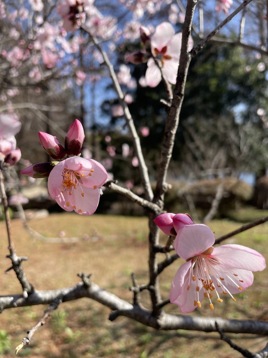 赤尾和重 クルベラブリンカ Kruberablinka tweet media