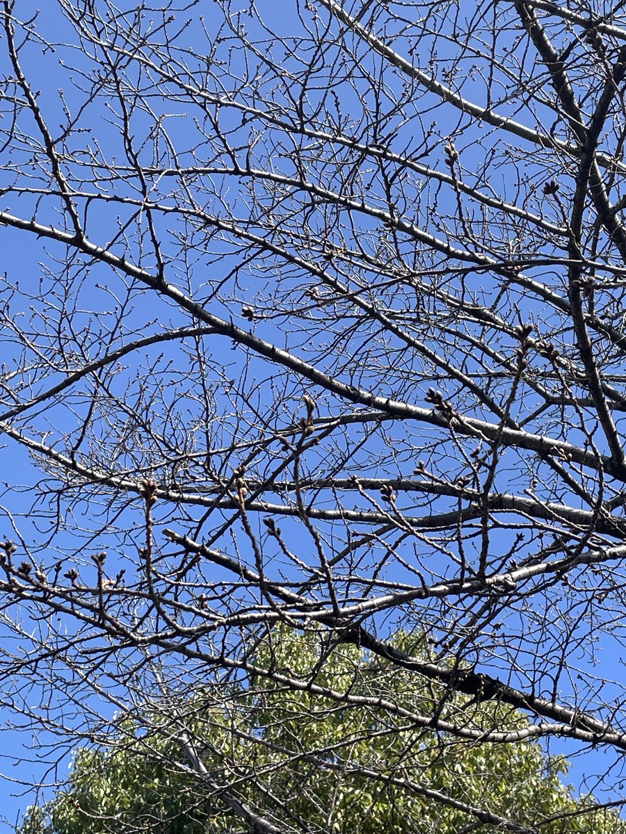 赤尾和重 クルベラブリンカ Kruberablinka tweet media