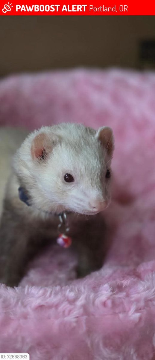 Ferret Zone tweet media