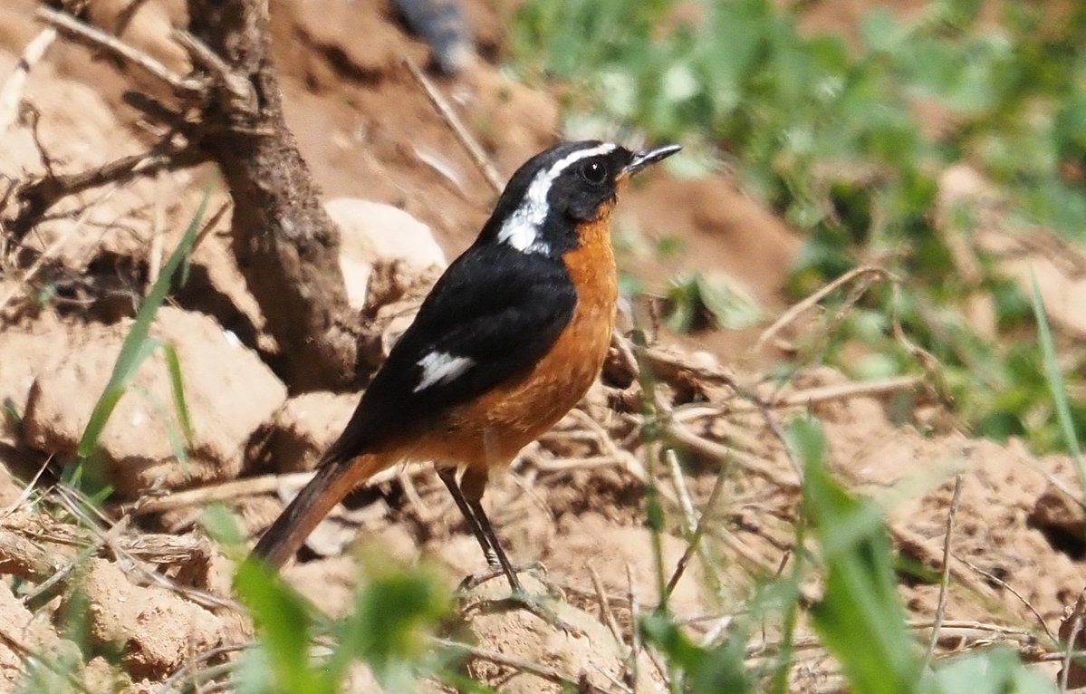 Barcelona Birding Point tweet media