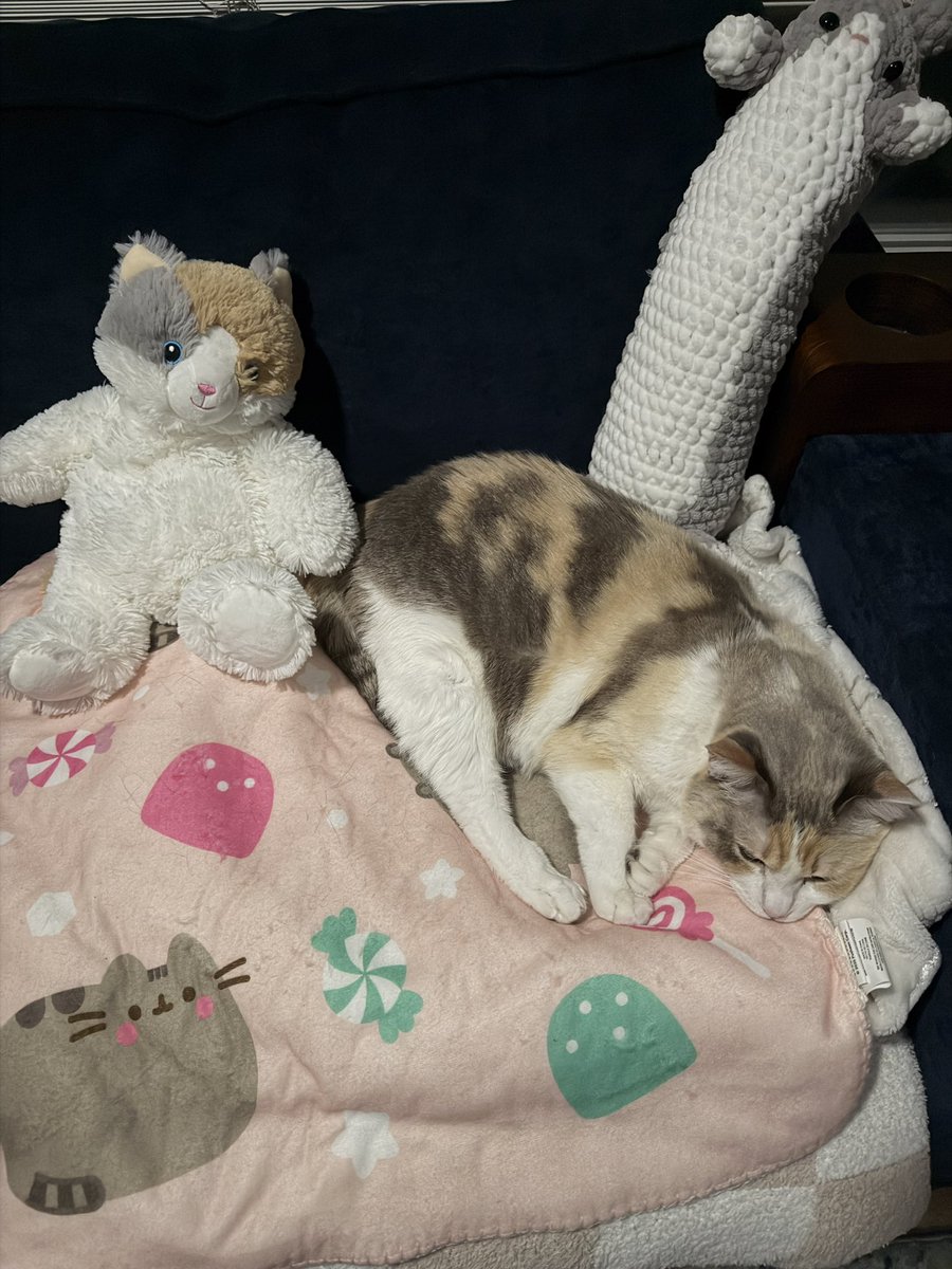 Panko A. Cat’s Mom tweet media