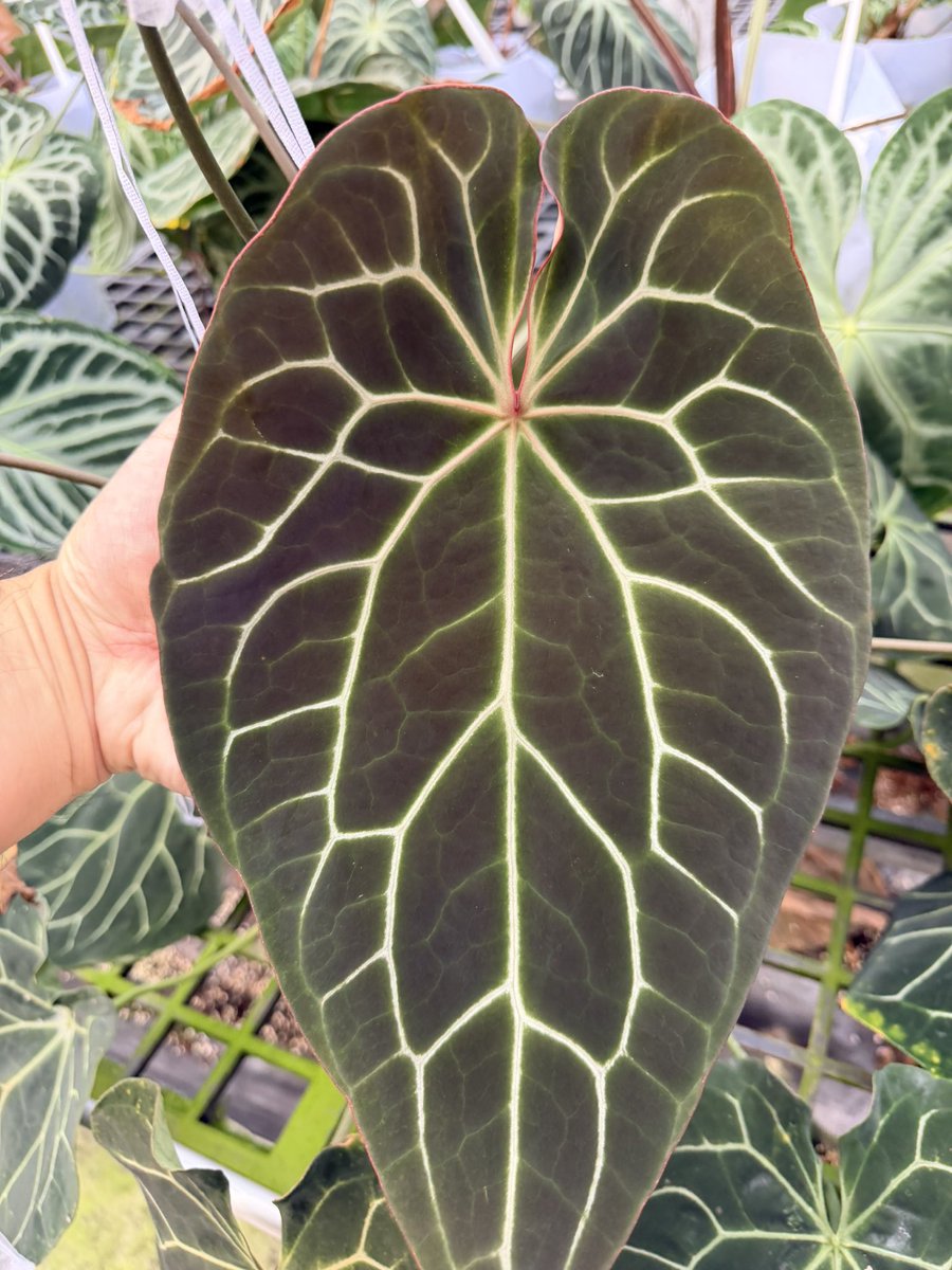 高品質　クリスタリナ産　ペンデュラム　美しい形状　4 Anthurium chocolate crystal 南米の業者が出している品種 クリスタ