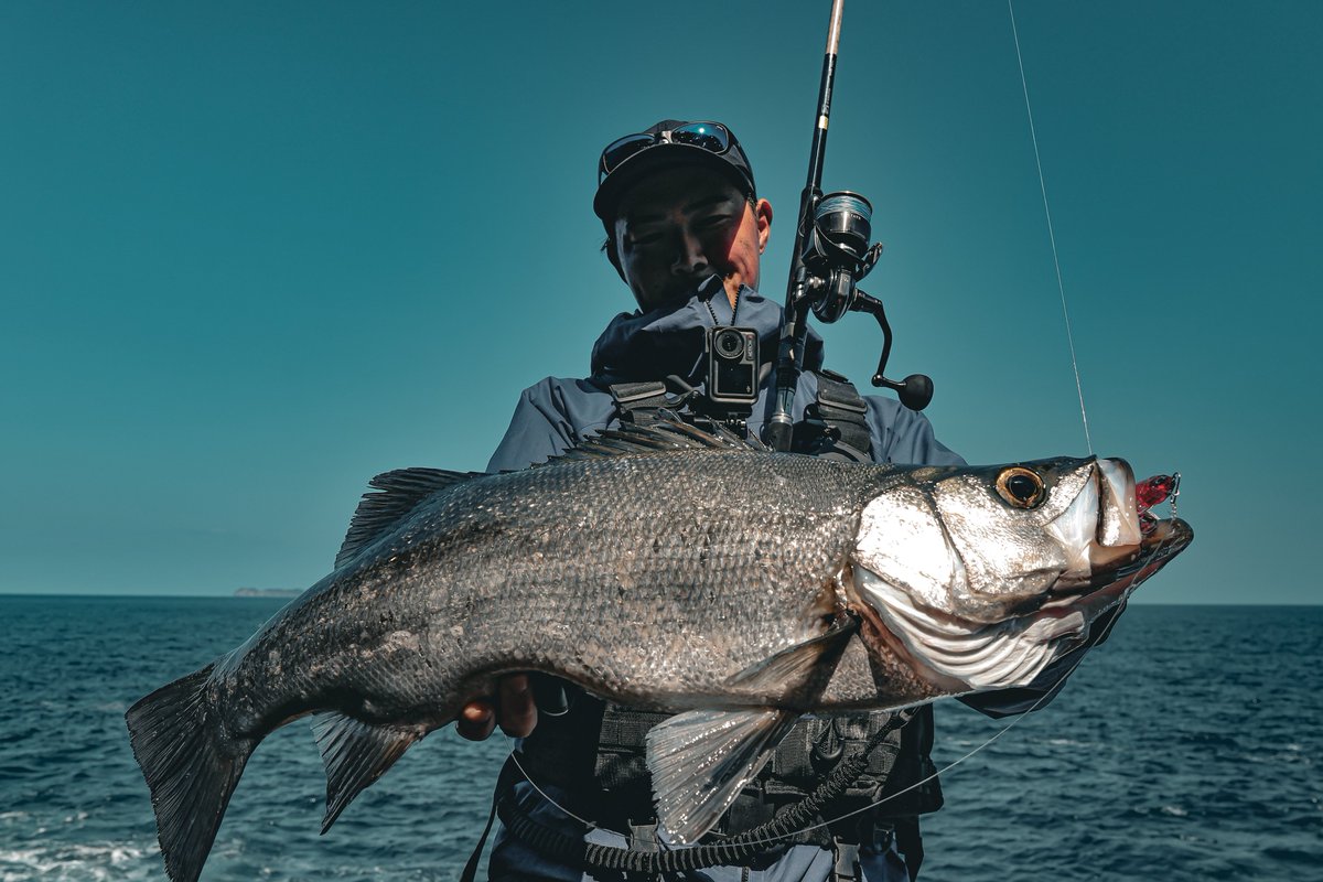 69shore_man's tweet photo. DジャークベイトSWで春の良型連発♪

rod : DRAGGER MX 103M
reel : 26CERTATE HD LT5000D-XH
line : UVF SALTIGA DURA SENSOR×8＋Si2 2.0
reader : SALTIGA NYLON LEADER 40lb
lure : D-JERKBAIT SW112S SR-LI

@d_sw_shore 

#DAIWA #DRAGGER #26CERTATEHD #DジャークベイトSW #PR https://t.co/T9uDyFG17C