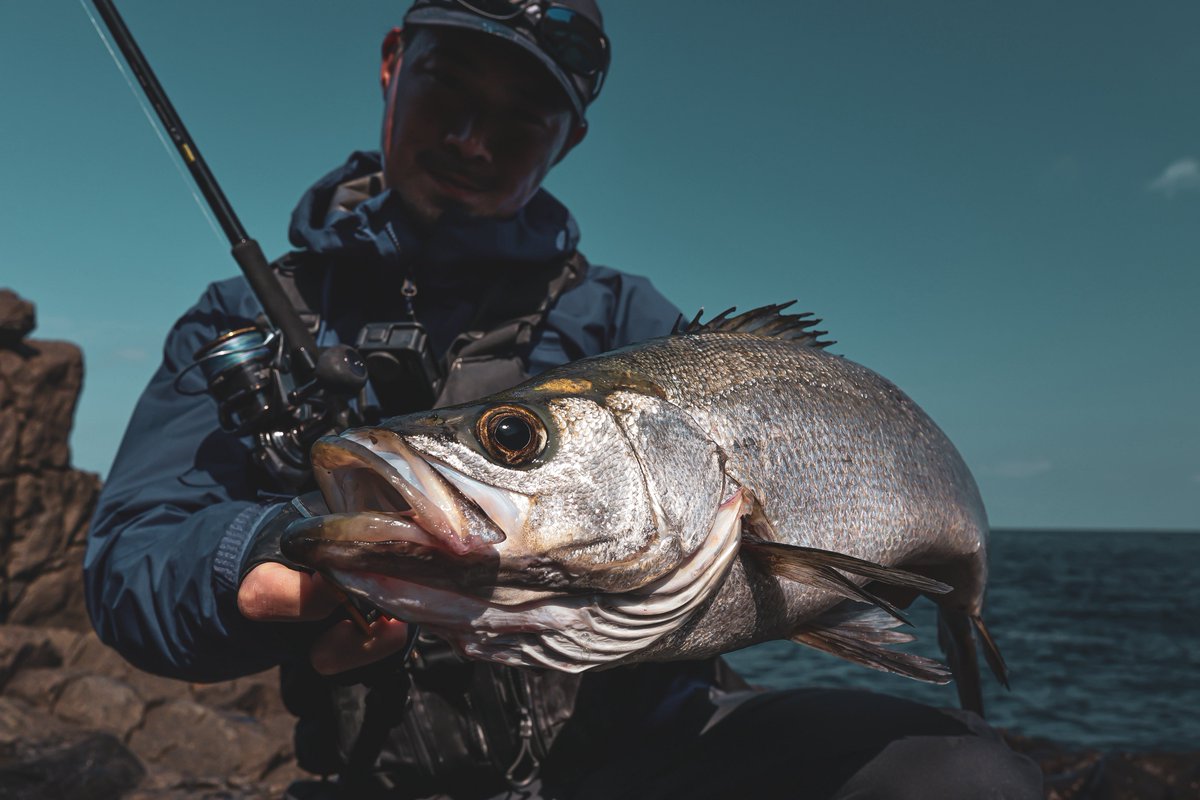 69shore_man's tweet photo. DジャークベイトSWで春の良型連発♪

rod : DRAGGER MX 103M
reel : 26CERTATE HD LT5000D-XH
line : UVF SALTIGA DURA SENSOR×8＋Si2 2.0
reader : SALTIGA NYLON LEADER 40lb
lure : D-JERKBAIT SW112S SR-LI

@d_sw_shore 

#DAIWA #DRAGGER #26CERTATEHD #DジャークベイトSW #PR https://t.co/T9uDyFG17C