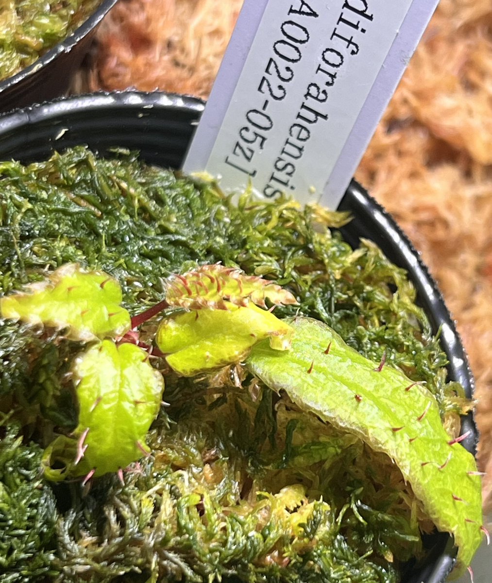 mishima高岡店 tweet media