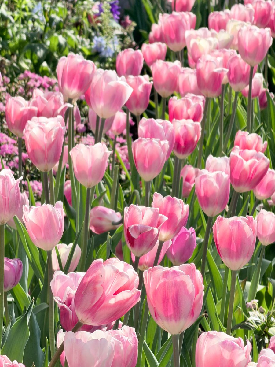 🇨🇳飞天小熊猫 tweet media