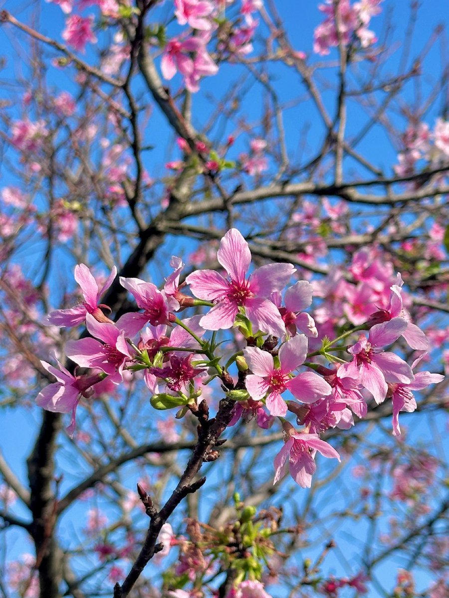 🇨🇳飞天小熊猫 tweet media