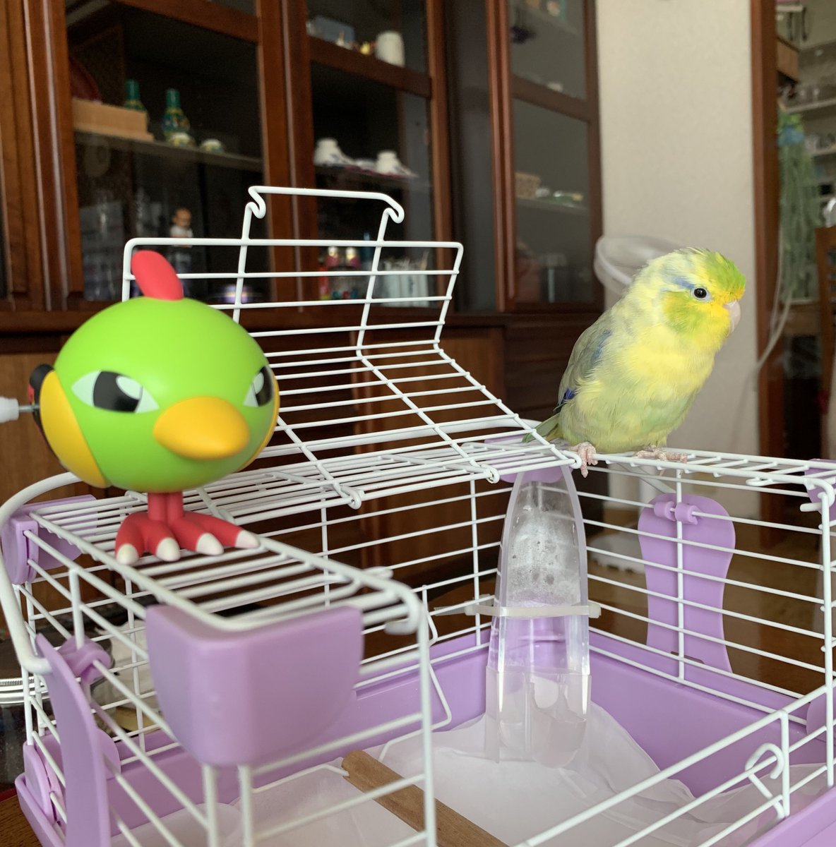 opipi_omame's tweet photo. 🦜 https://t.co/wnwMtoCzpa