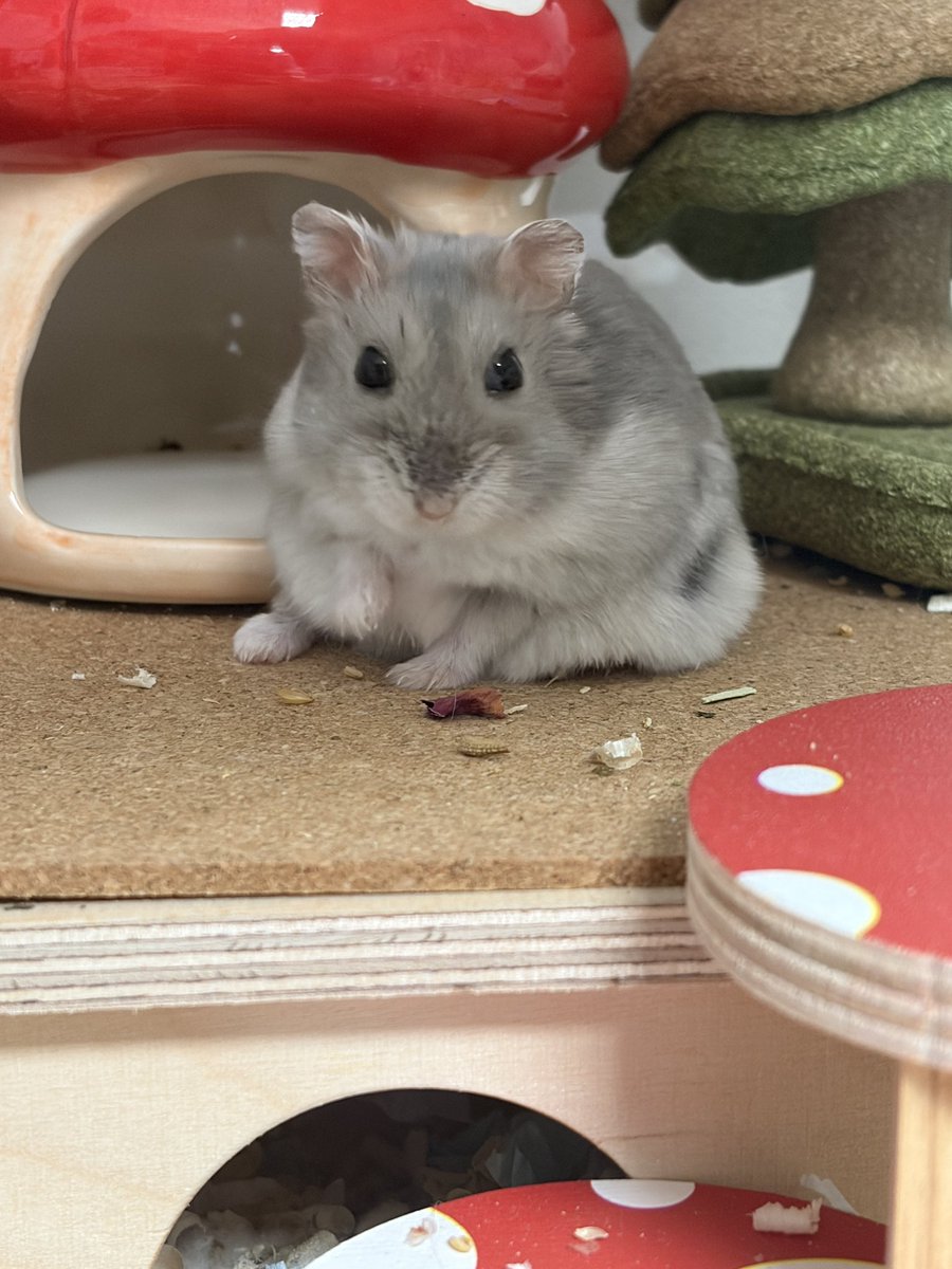 🥟두두🌱 tweet media