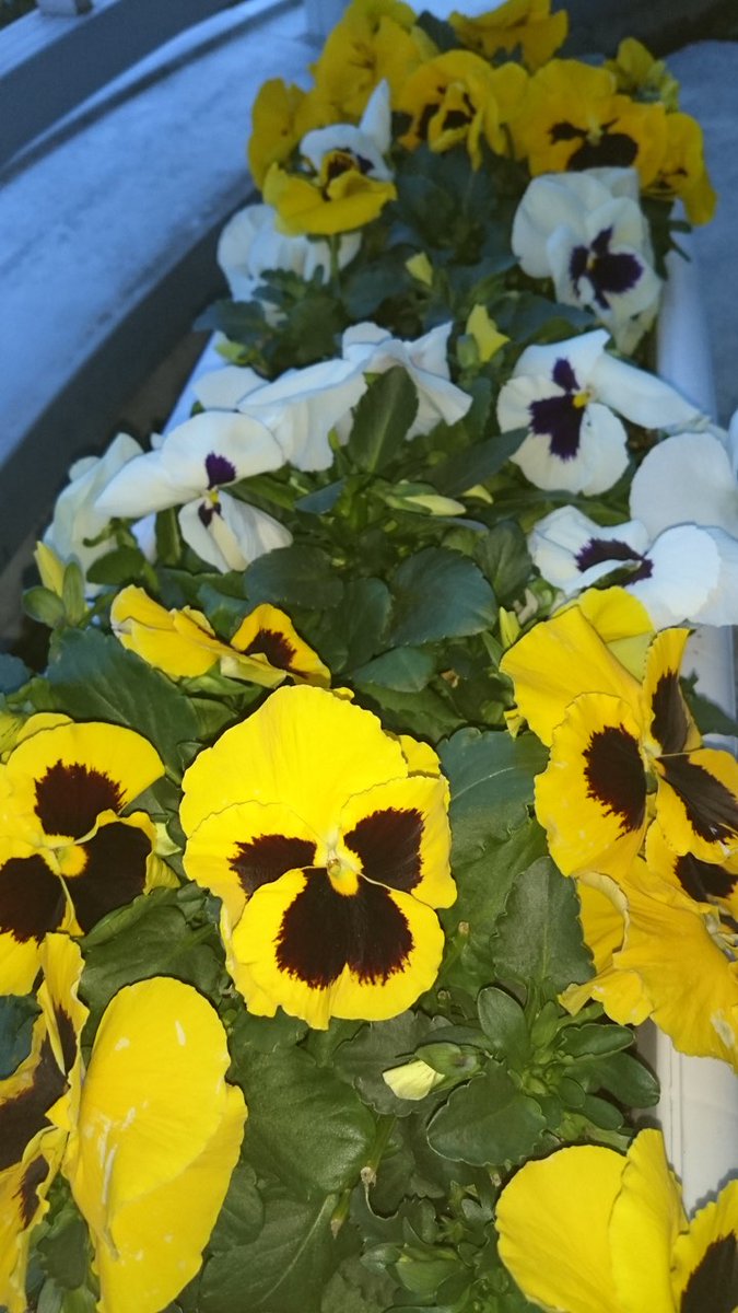 ダイナム静岡御前崎店 Since.2006.2.15 tweet media