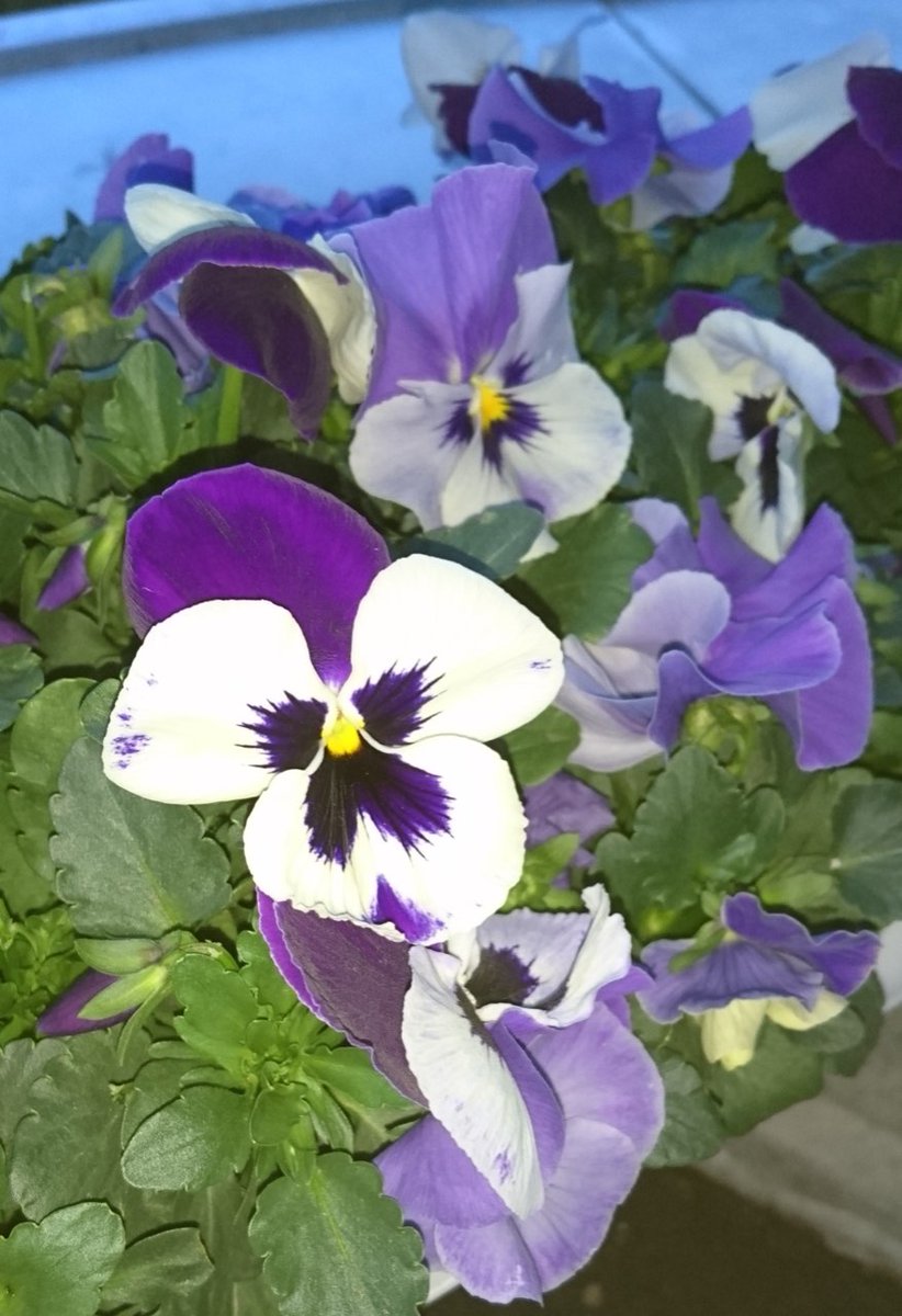 ダイナム静岡御前崎店 Since.2006.2.15 tweet media