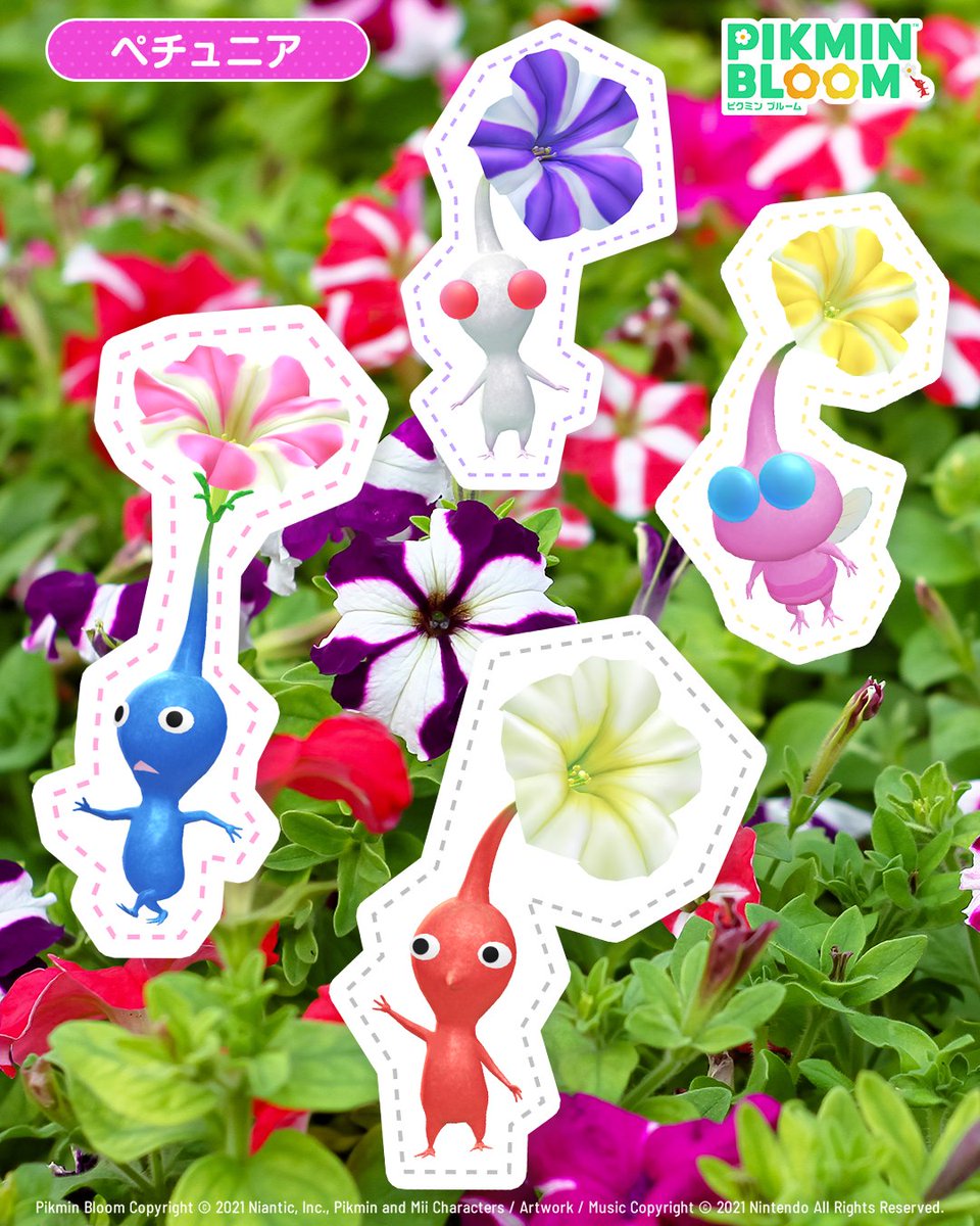 PikminBloom_jp's tweet image. #ピクミンブルーム花図鑑 📖

ペチュニアはラッパのような
花の形が特徴です🎺

色や柄が豊富で
春から秋まで長く楽しめるため、
春のガーデニングで大人気のお花です🌸

#ピクミン #ピクミンブルーム