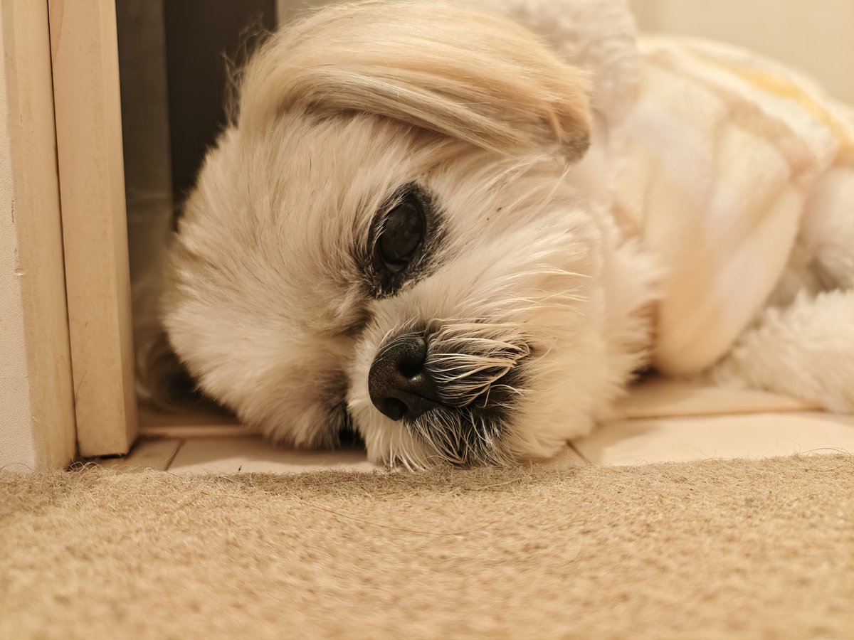 _6NNTN's tweet photo. この犬の誕生日
まだまだ生きてる
#シーズー https://t.co/zoyQNDL4Uv