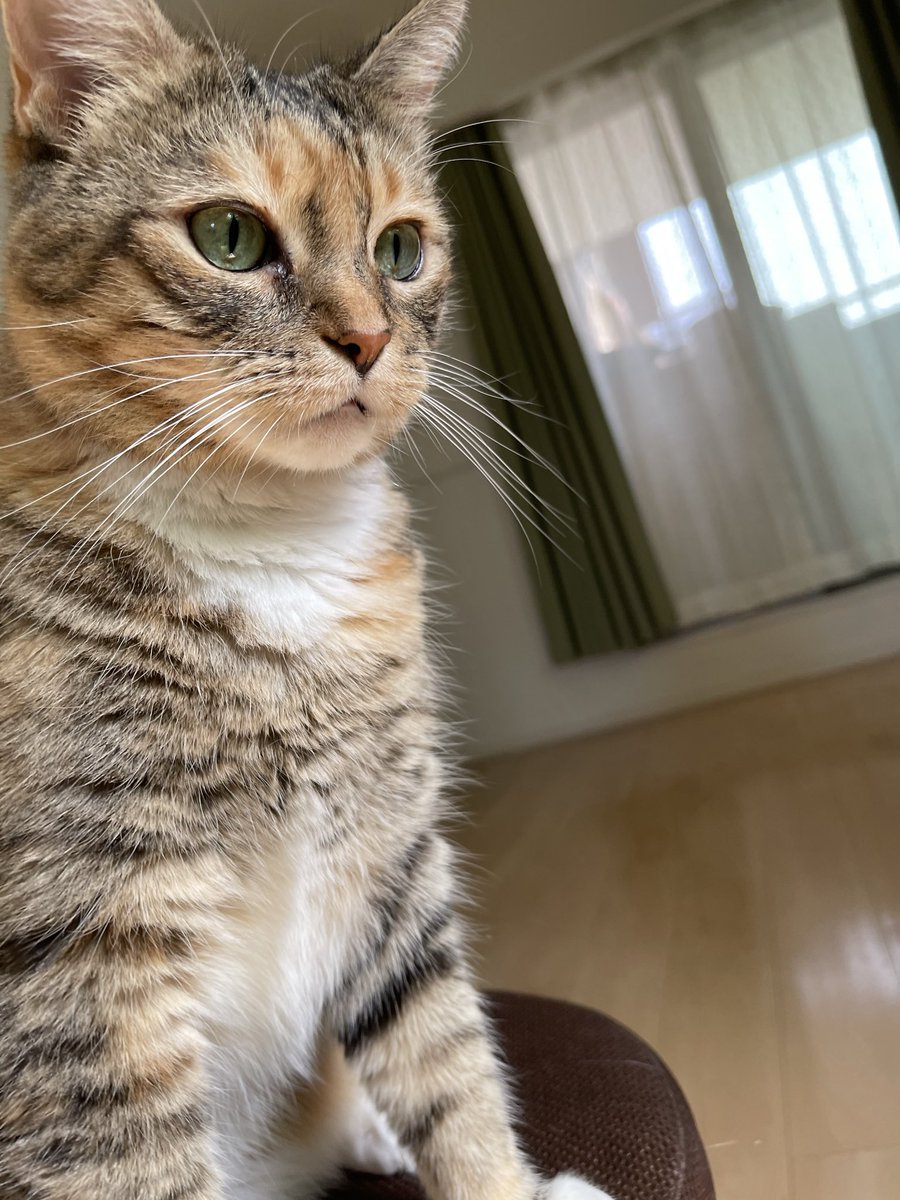 うめのこんぶ tweet media