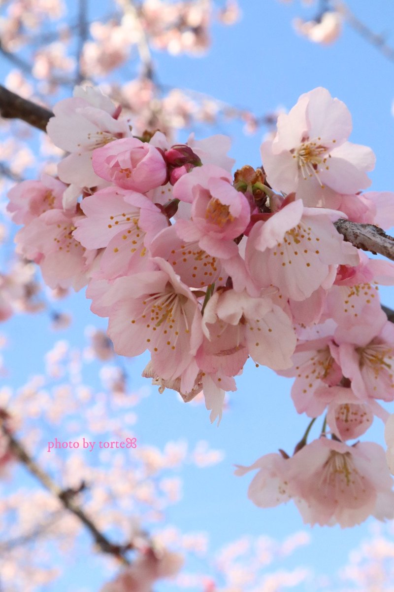 𝑡𝑜𝑟𝑡𝑒 🌸ꕤ˙˚°𖡼.𖤣𖥧 tweet media