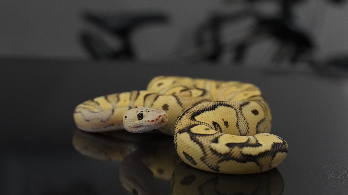 Side-B Collection tweet media