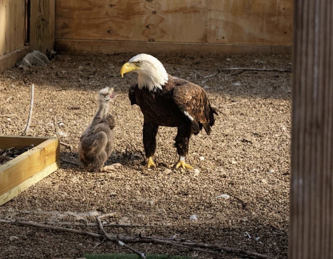 𝙲𝚘𝚗𝚜𝚎𝚛𝚟𝚊𝚝𝚒𝚟𝚎 👑 𝙳𝚒𝚟𝚊™ tweet media