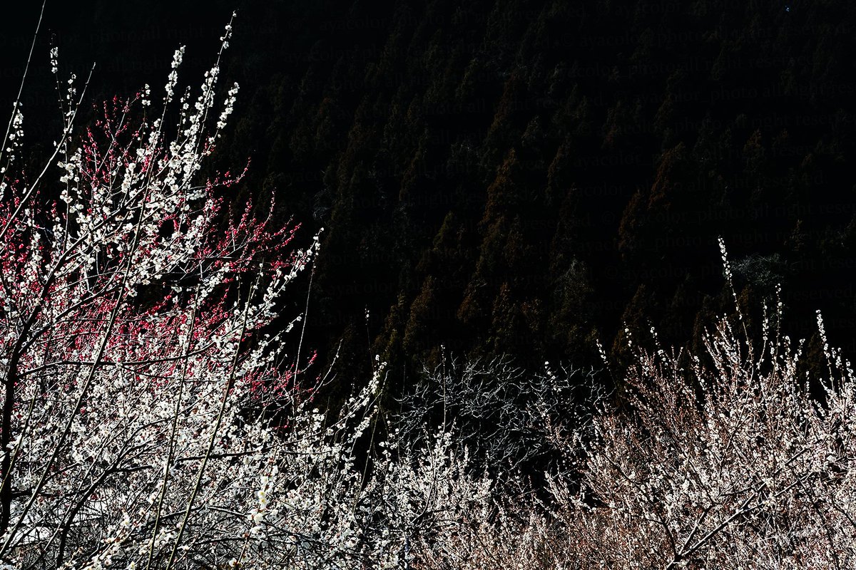 ayacolor (@ayacolor_photo) on Twitter photo 