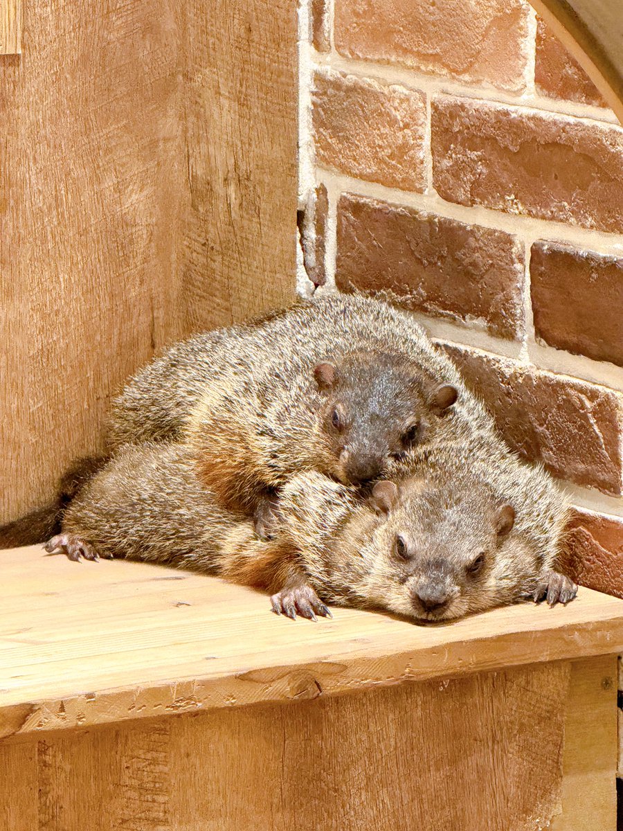2人で仲良くリラックスタイム😌

おはようございます☀
本日も12時よりオープンいたしました🐾
ご予約なしでもご案内可能です🌼
お気軽にお立ち寄りください‼️

📞 045-225-8815

#groundhog #マーモット #animalcafe #動物カフェ #横浜中華街