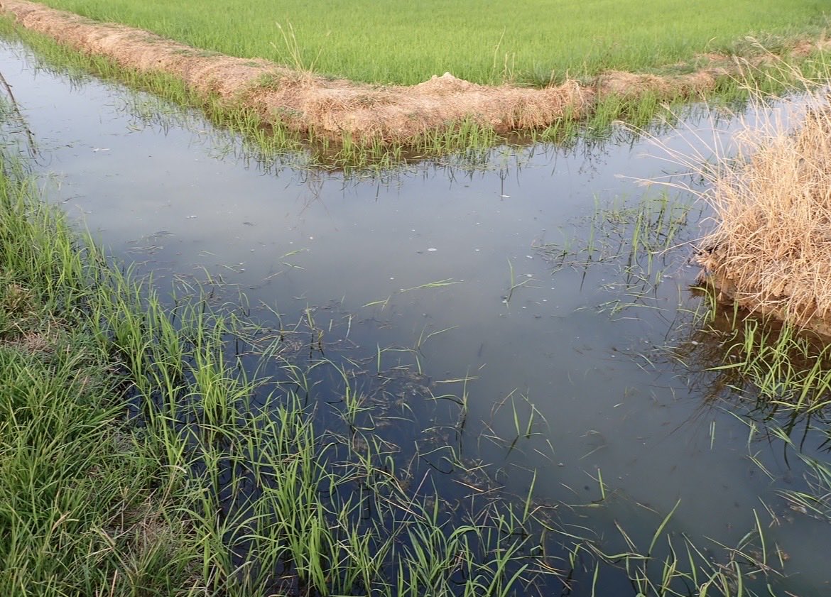 Ajimen1Zezera's tweet photo. Thailand、Cambodiaの氾濫原　水路と田んぼの水面が同じ高さだった　コンクリート張りの水路はほとんど見かけなかった https://t.co/DstIJad4mw