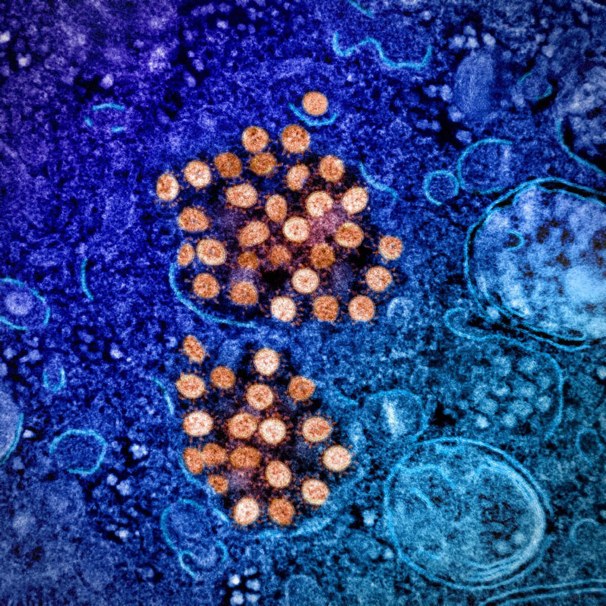 Doherty Institute tweet media