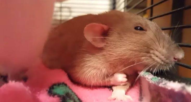 ღ a r i a n n i tweet media