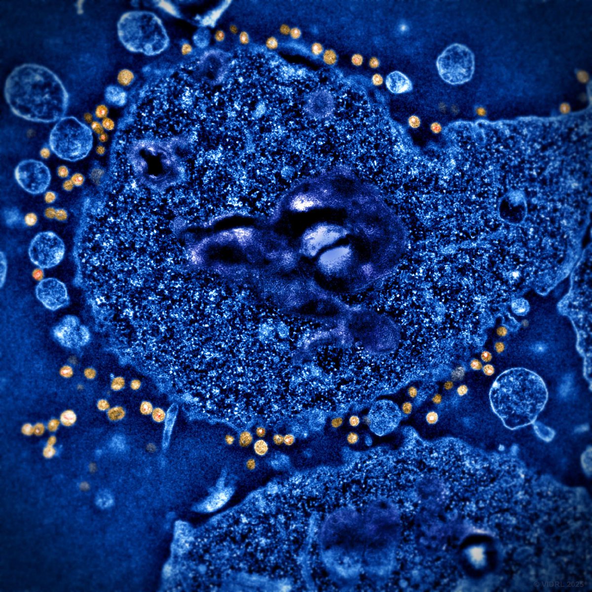 Doherty Institute tweet media