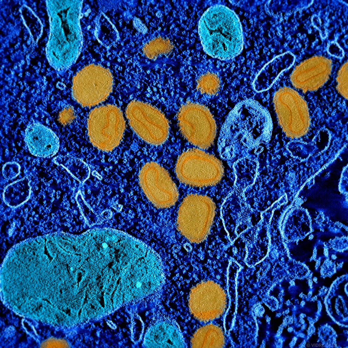 Doherty Institute tweet media