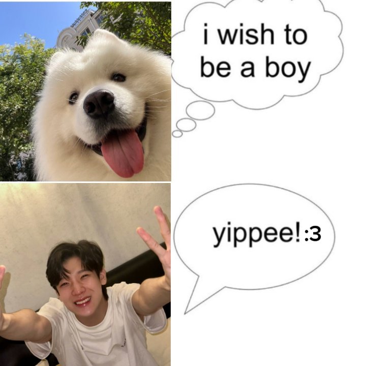ivyjmoi's tweet photo. the cutest samoyed alive🤏🏻🤏🏻 #jimmy_jimmoi https://t.co/CfHExE7Xd9