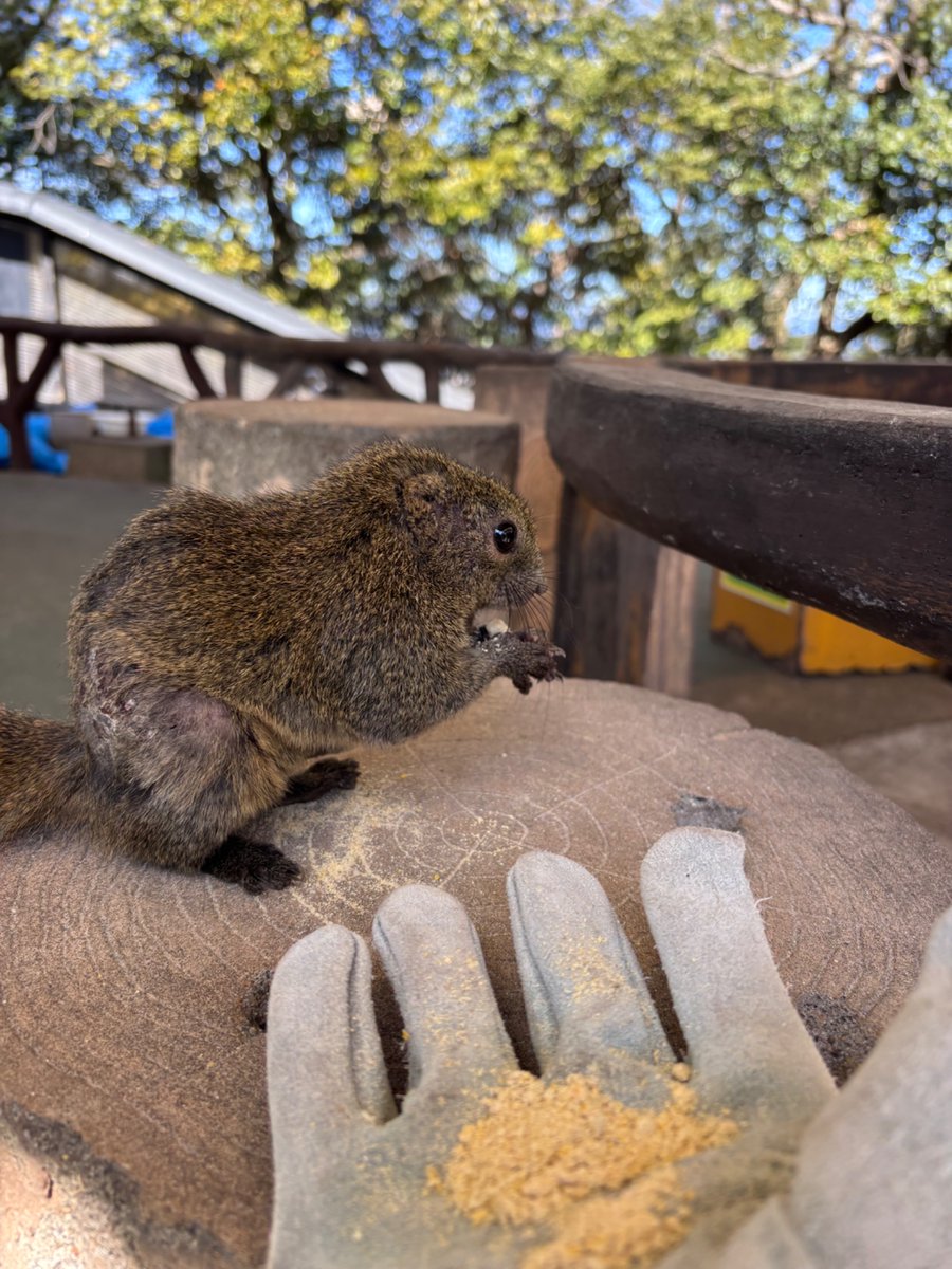 Yoko★SUZUKA R&D tweet media