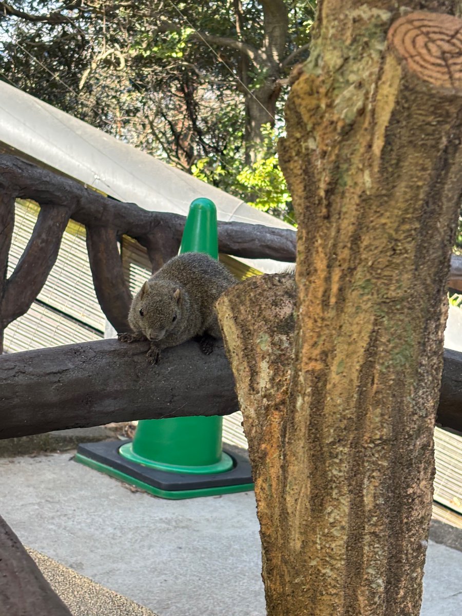 Yoko★SUZUKA R&D tweet media