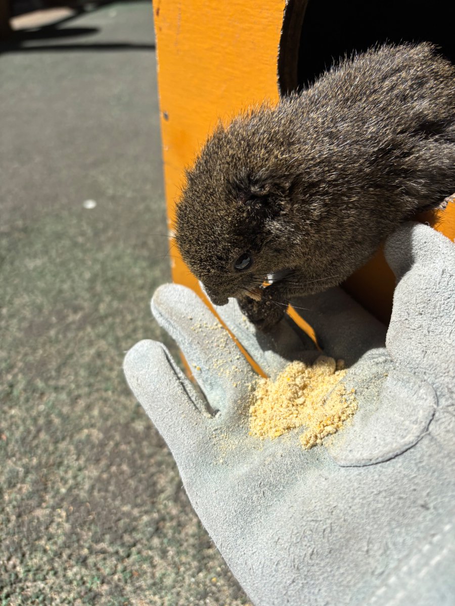 Yoko★SUZUKA R&D tweet media