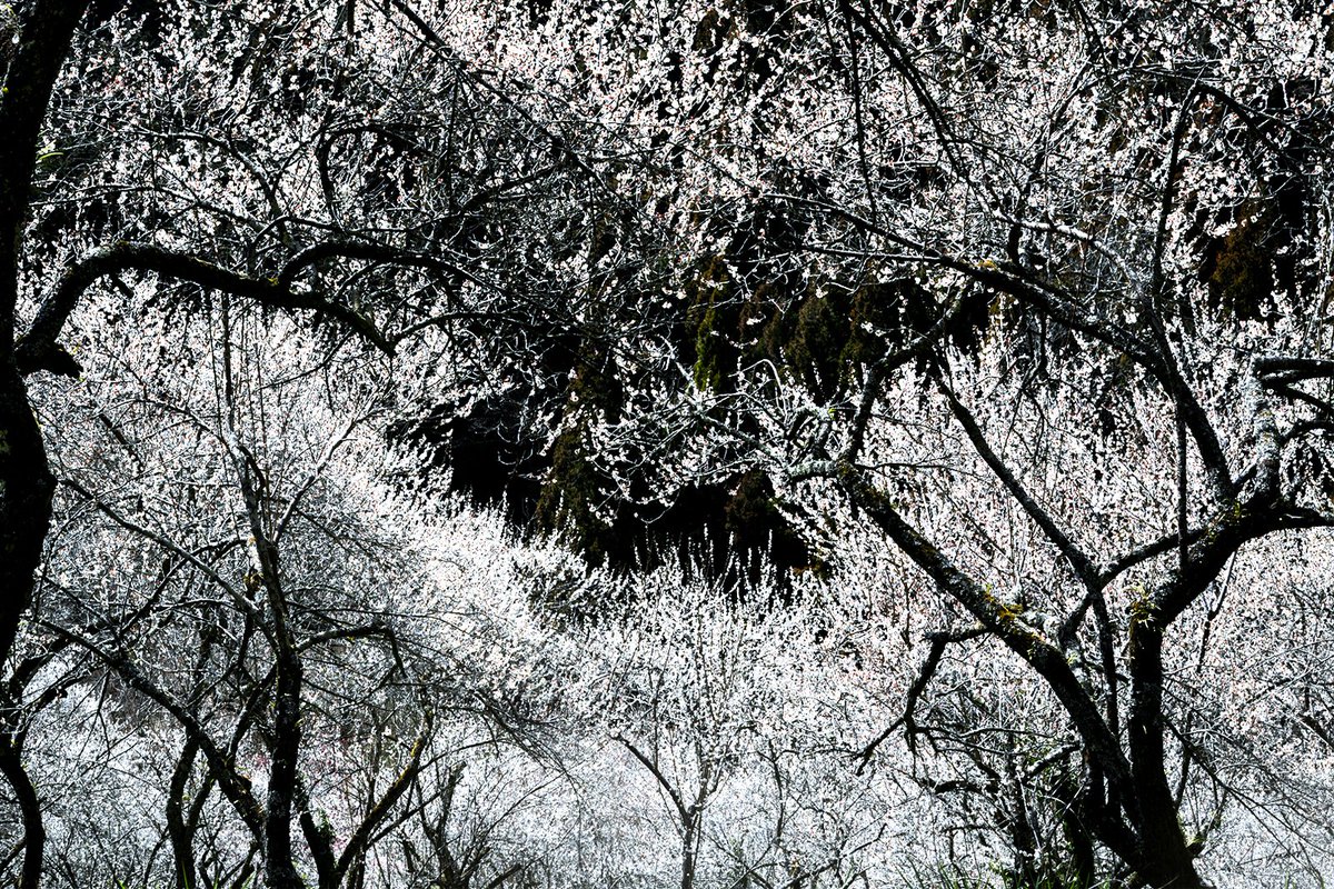 #photography #ayacolor #ファインダー越しの私の世界 #梅