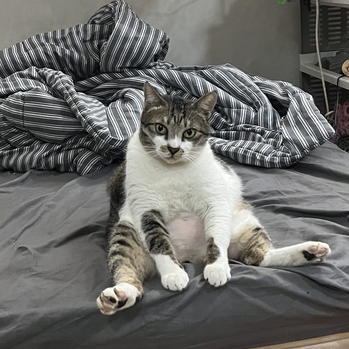 ࣪ ִֶָ☾. brie tweet media