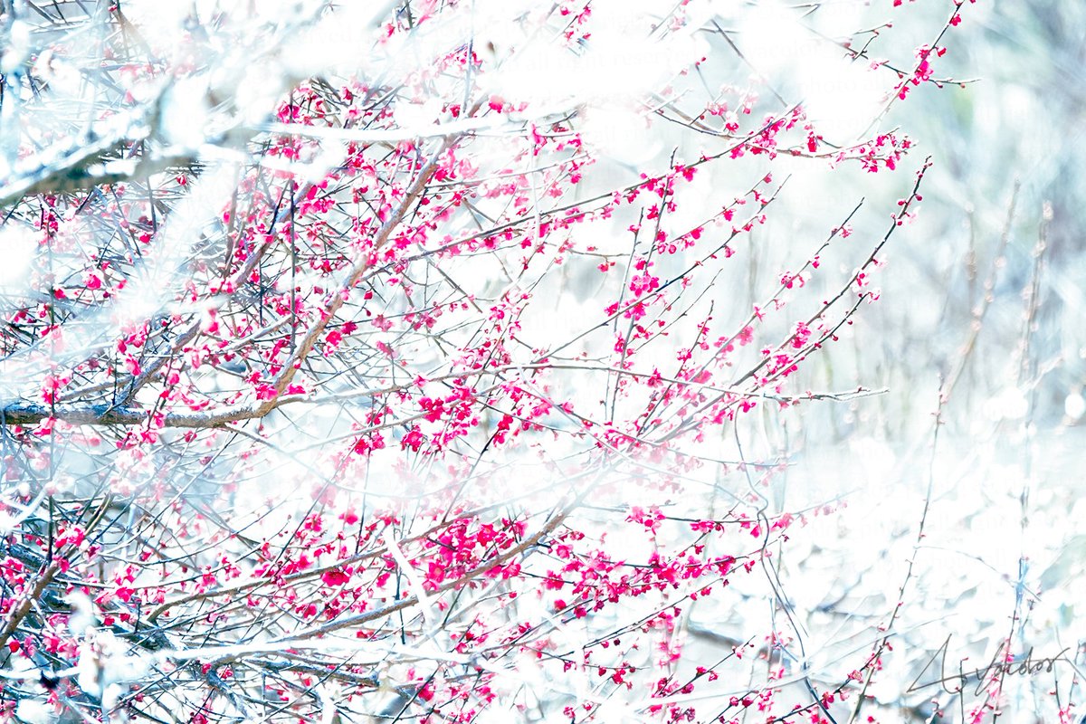 ayacolor (@ayacolor_photo) on Twitter photo 