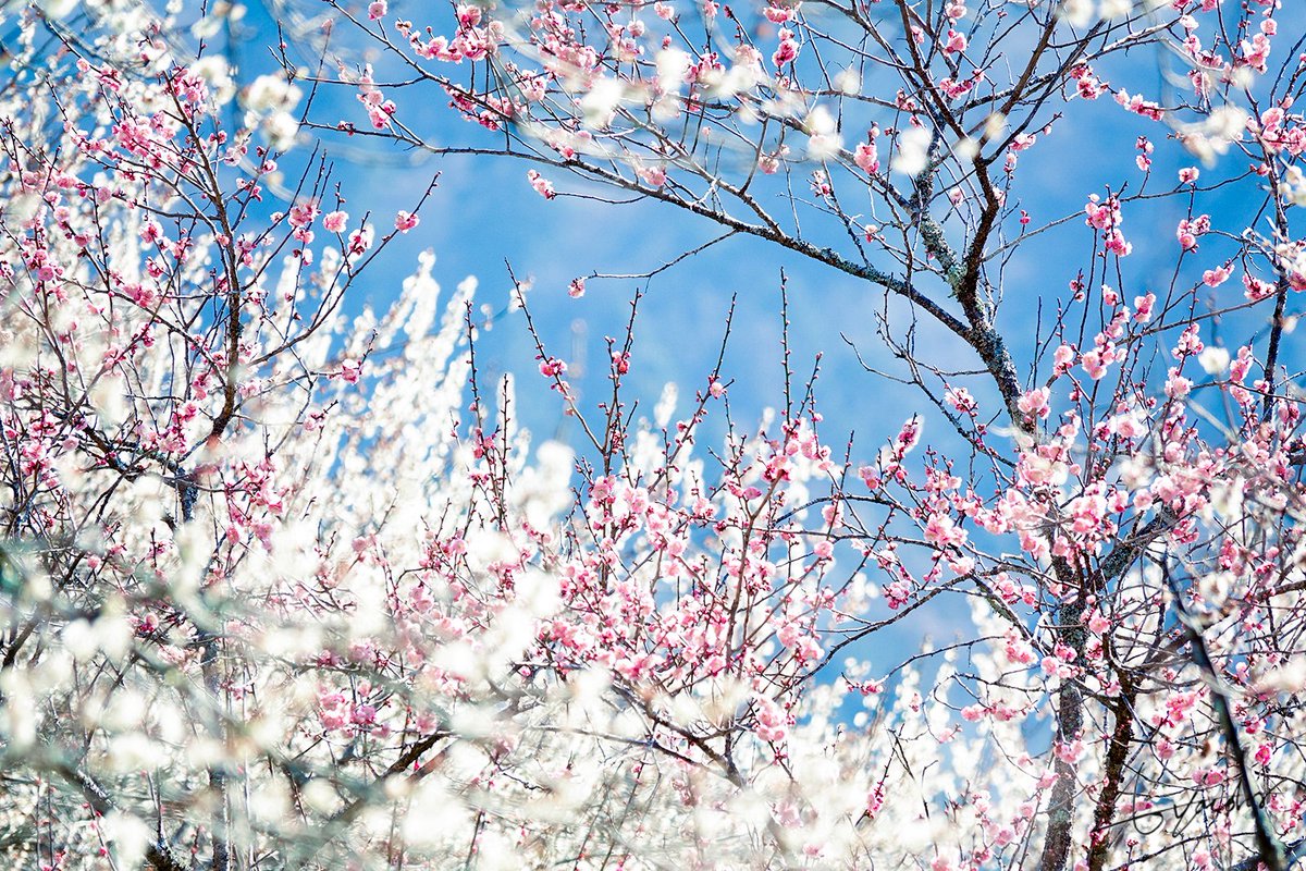 ayacolor (@ayacolor_photo) on Twitter photo 