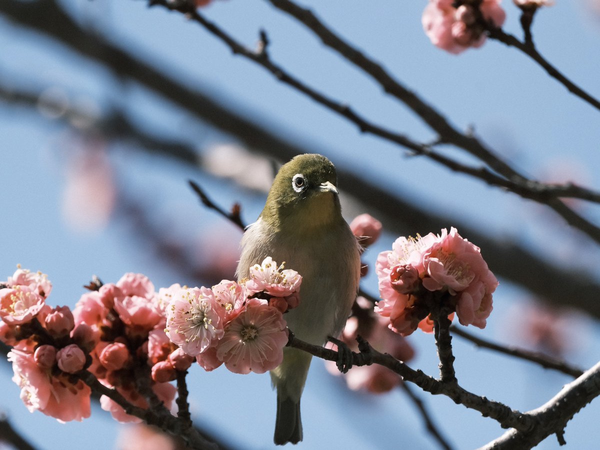 gra_cava's tweet photo. やや春 https://t.co/Xai9VWJSc1