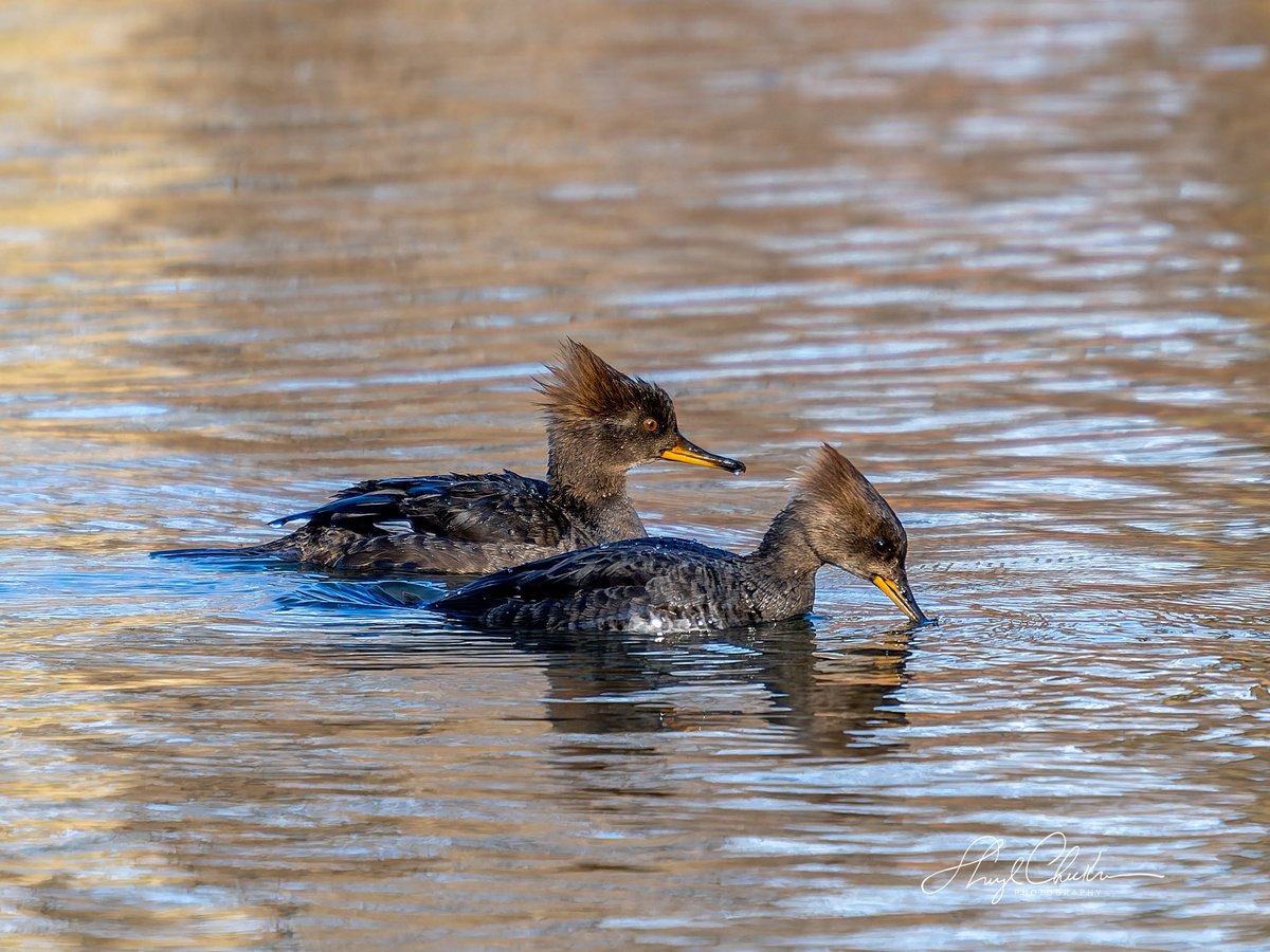 Sheryl Checkman tweet media