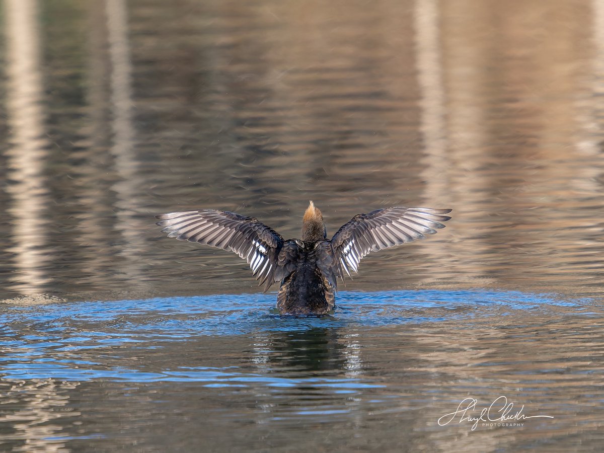 Sheryl Checkman tweet media